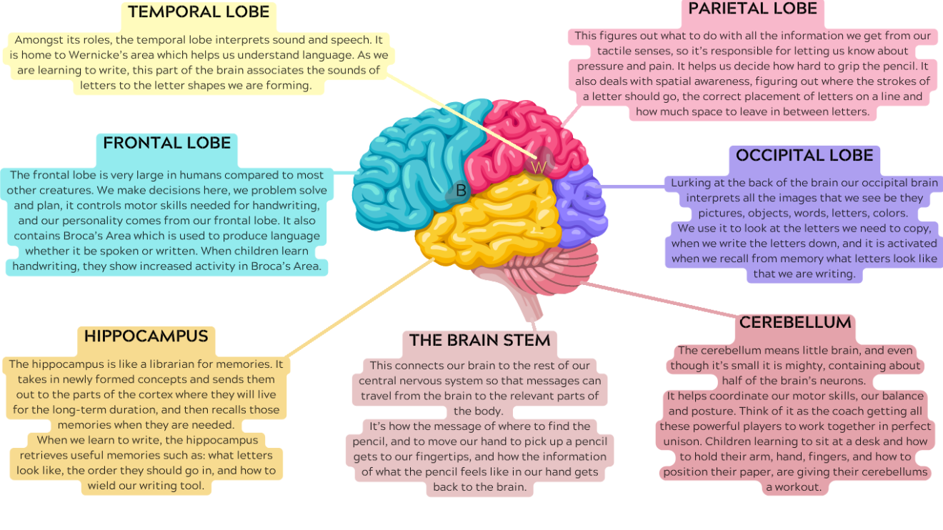 Diagram of the brain showing seven regions involved in handwriting. Frontal lobe: decision-making, motor skills for handwriting, and Broca's area for producing language. Temporal lobe: interprets sound and speech, home to Wernicke's area, associates letter sounds with letter shapes. Parietal lobe: processes touch, pressure, grip force, and spatial placement of letters. Occipital lobe: interprets the letters we see, copy, and recall. Hippocampus: stores and retrieves memories of letter shapes and stroke order. Cerebellum: coordinates motor skills, balance, and posture. Brain stem: relays messages between brain and body, including hand movements and pencil feedback.